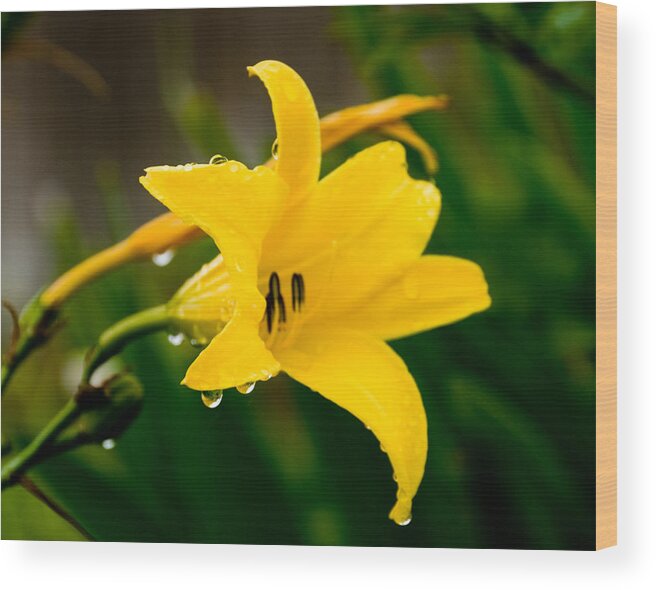 Flower Wood Print featuring the photograph Raindrops by Mickey Clausen