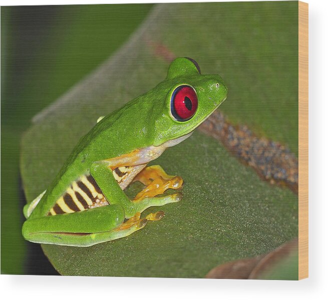 Costa Rica Wood Print featuring the photograph Red-eyed Leaf Frog by Tony Beck