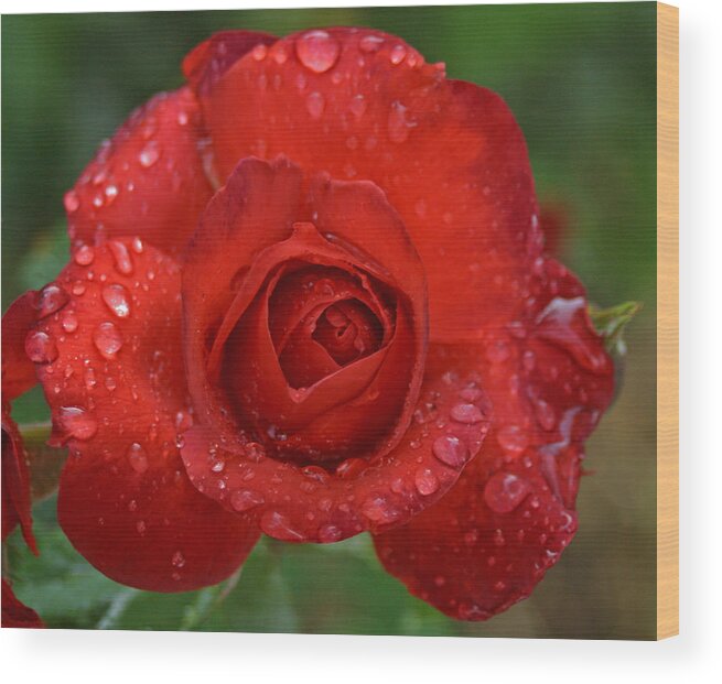 Buns Photo Wood Print featuring the photograph Red red rose by Jim Bunstock