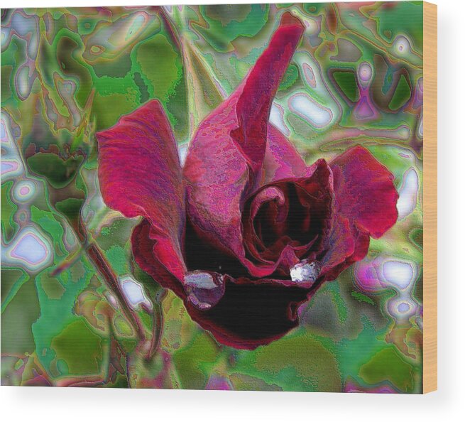 Rose Wood Print featuring the photograph Rose Emerging by Lora Fisher