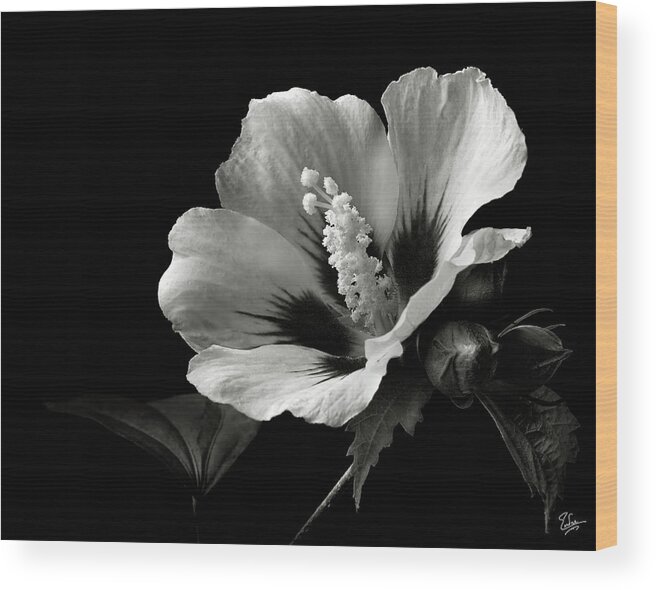 Flower Wood Print featuring the photograph Rose of Sharon in Black and White by Endre Balogh
