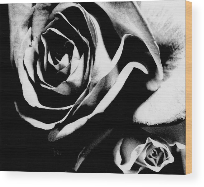 Still Life Wood Print featuring the photograph Roses Study 1 by Lisa Spencer