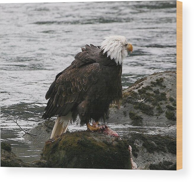 Bald Eagle Wood Print featuring the digital art Ruffled by Carrie OBrien Sibley
