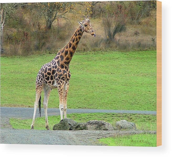 Giraffe Wood Print featuring the photograph Safari Giraffe by Wendy McKennon