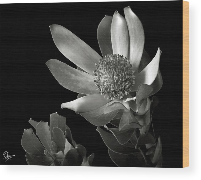 Flower Wood Print featuring the photograph Safari Sunset in Black and White by Endre Balogh