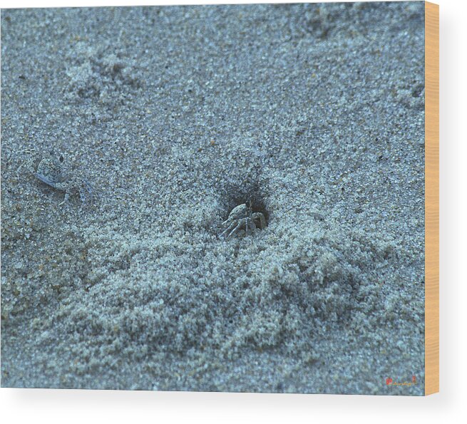 Beach Wood Print featuring the photograph Sand Crabs 11I by Gerry Gantt