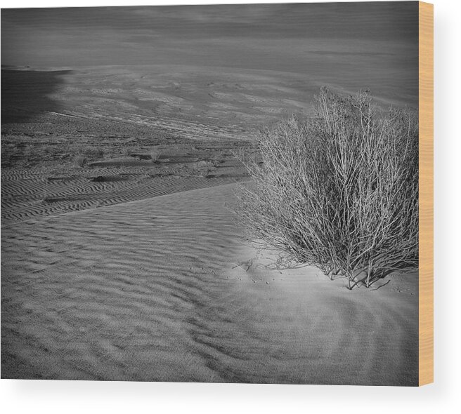 New Mexico Wood Print featuring the photograph Sand Shrub 3 by Sean Wray