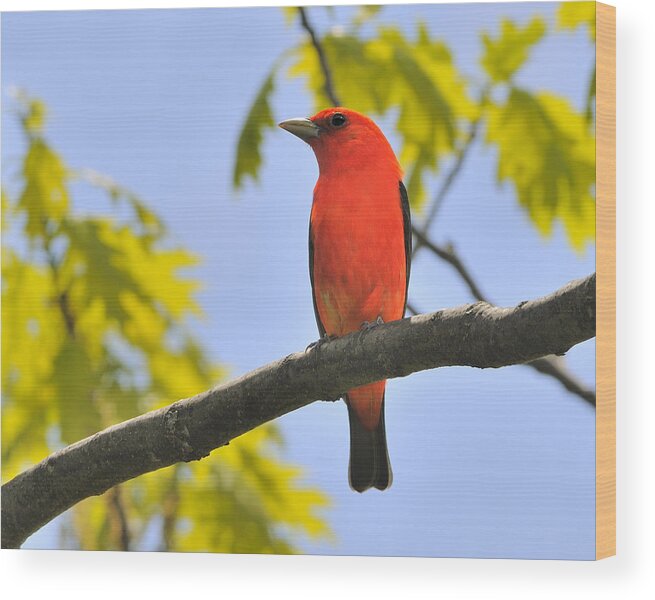 Scarlet Tanager Wood Print featuring the photograph Scarlet Tanager by Tony Beck