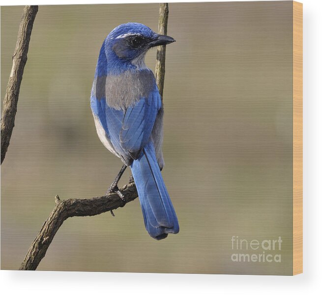 Birds Wood Print featuring the photograph Scrub Jay by Laura Mountainspring