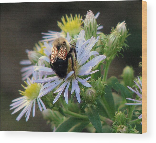 Nature Wood Print featuring the photograph Shimmering Bee on Aster by Peggy Urban