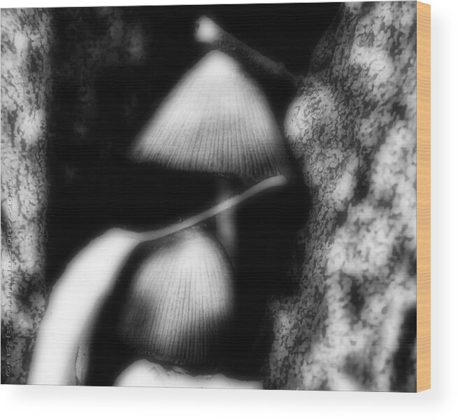 Magic Wood Print featuring the photograph Shroom Magic by Mimulux Patricia No