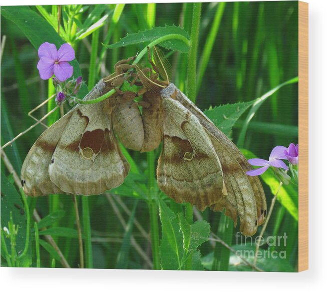 Butterfly Wood Print featuring the photograph Silkmoth Love by Deborah Johnson