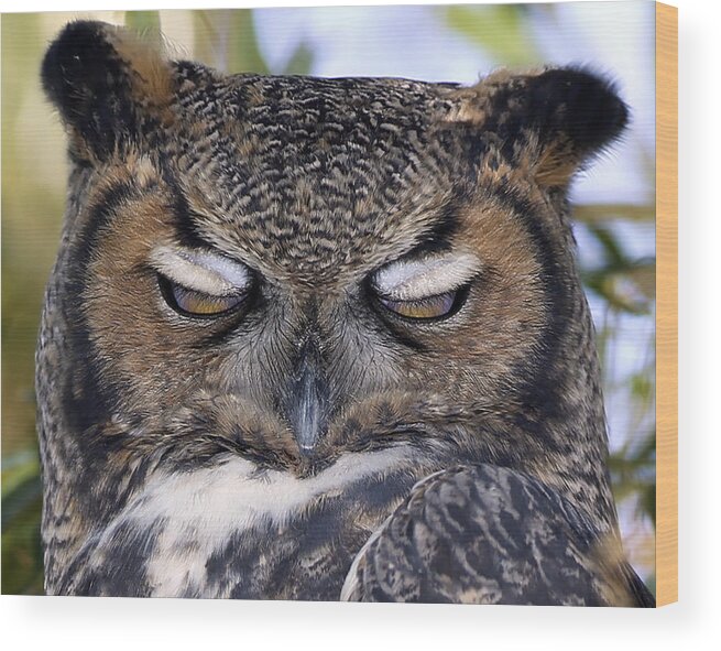 Landscape Wood Print featuring the photograph Sleepy owl by John T Humphrey