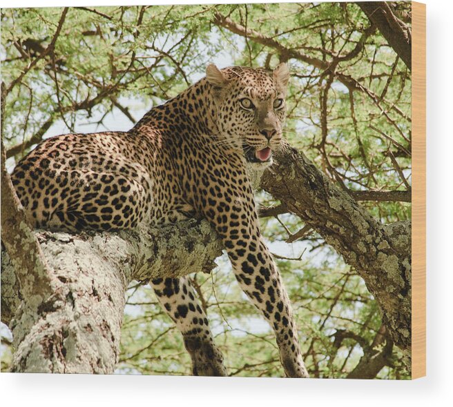Leopard Wood Print featuring the photograph Smiling Leopard by Roni Chastain