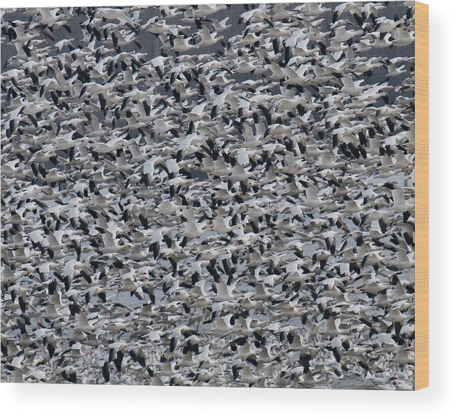 Geese Wood Print featuring the photograph Snow Geese Takeoff by Craig Leaper