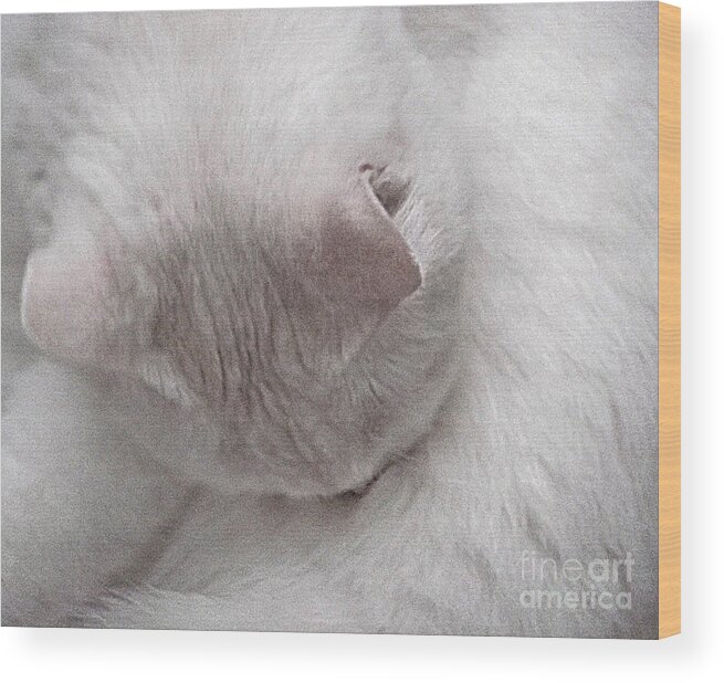 White Wood Print featuring the photograph Snow White Cat by Janeen Wassink Searles
