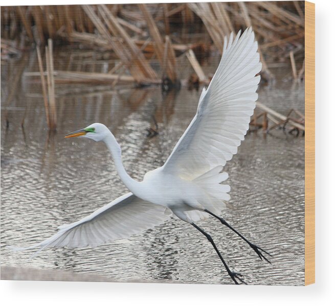 Snowy Egret Wood Print featuring the photograph Snowy Egret Wingspan by Mark J Seefeldt