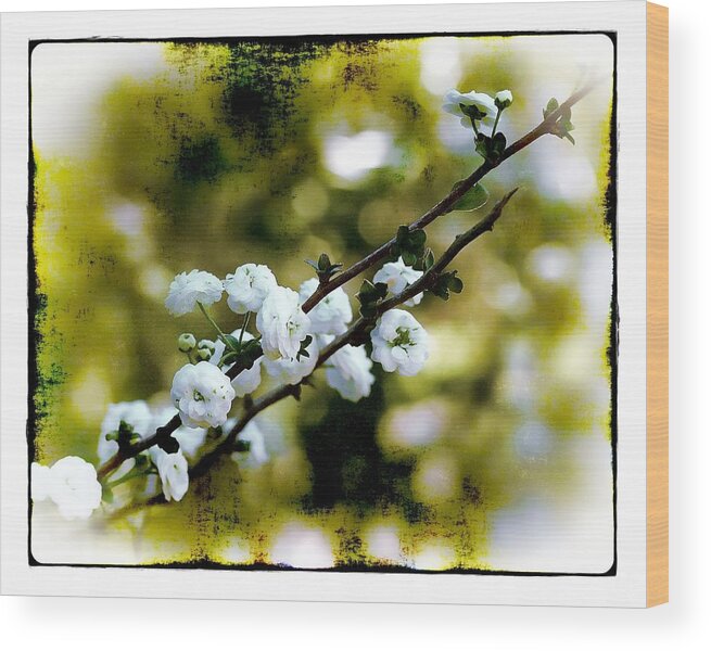 Flower Wood Print featuring the photograph Spring Bough by Judi Bagwell