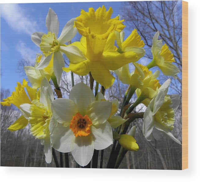 Daffodil Wood Print featuring the photograph Spring Burst by Kim Galluzzo
