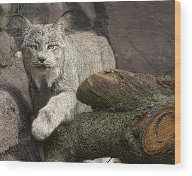 Animals Wood Print featuring the photograph Stunning by Cheri McEachin