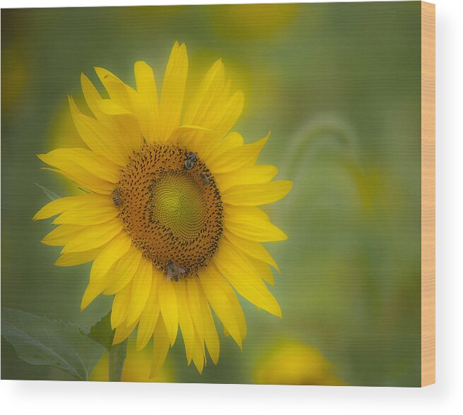 Sunflower Wood Print featuring the photograph Sunflower by Rick Hartigan