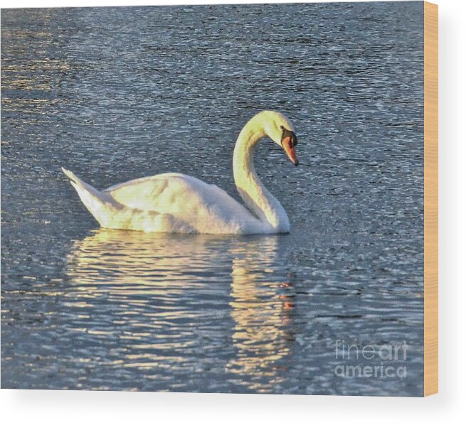 Swan Wood Print featuring the photograph Sunset Swan by Carol Bradley