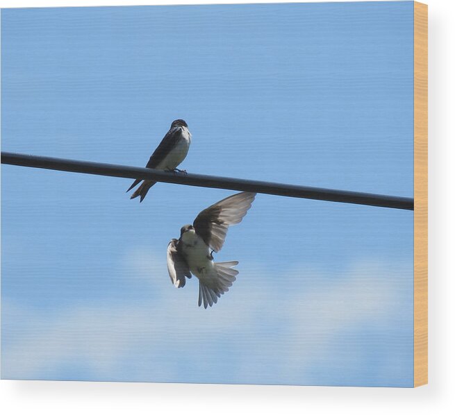 Bird Wood Print featuring the photograph Swallow Flight by Azthet Photography