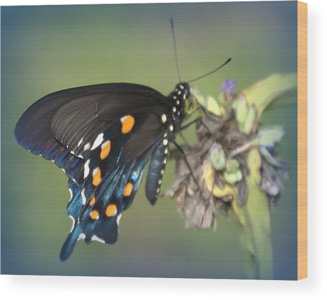 Butterfly Wood Print featuring the photograph Swallowtail 1 by Judy Hall-Folde