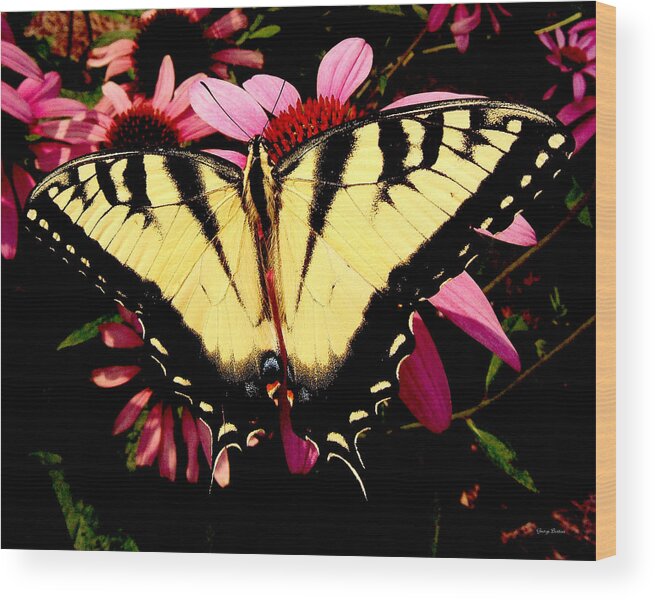 Swallowtail Wood Print featuring the photograph Swallowtail Butterfly on a Purple Coneflower by George Bostian