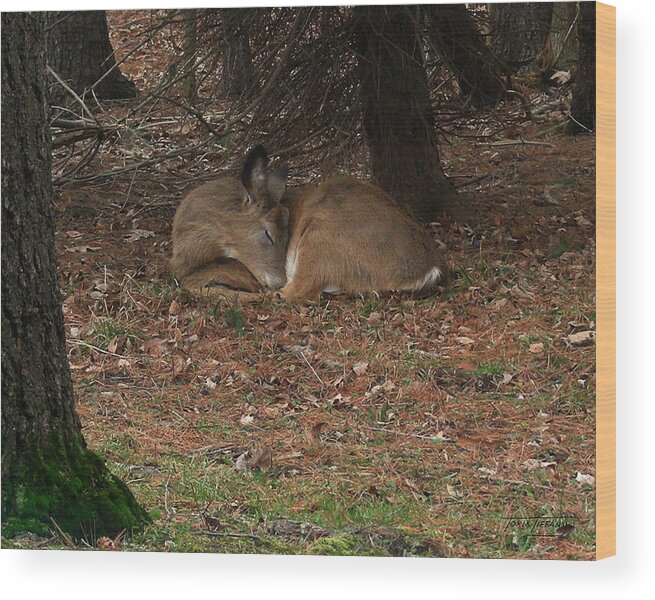 Faunagraphs Wood Print featuring the photograph Sweet Dreams by Torie Tiffany