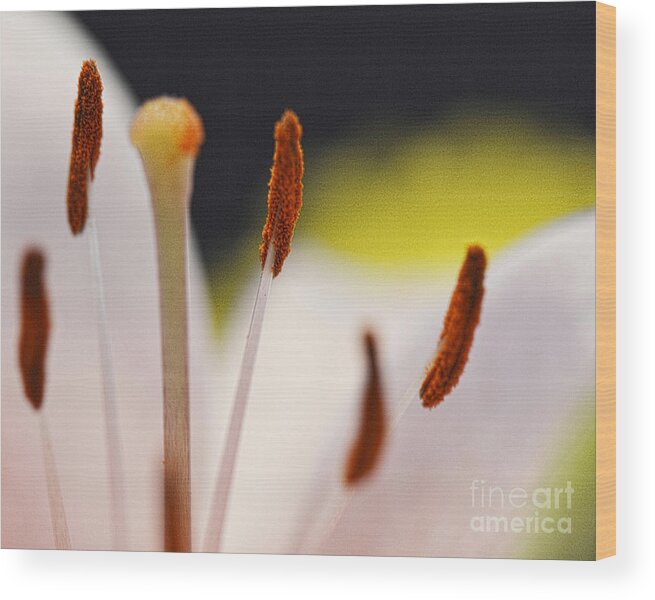 Lily Wood Print featuring the photograph The Flower Within by Traci Cottingham