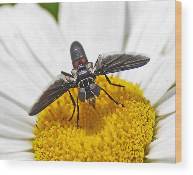  Fly Wood Print featuring the photograph This Is My Flower by Rodney Campbell