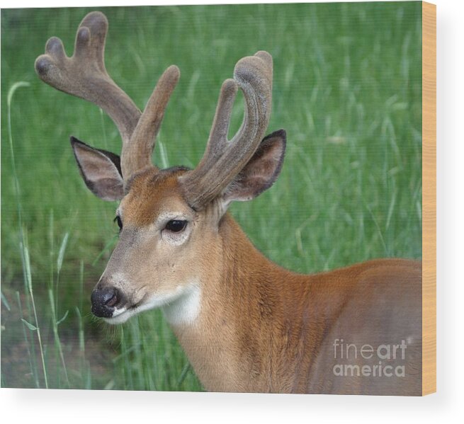 Deer Wood Print featuring the photograph Velvet by Living Color Photography Lorraine Lynch