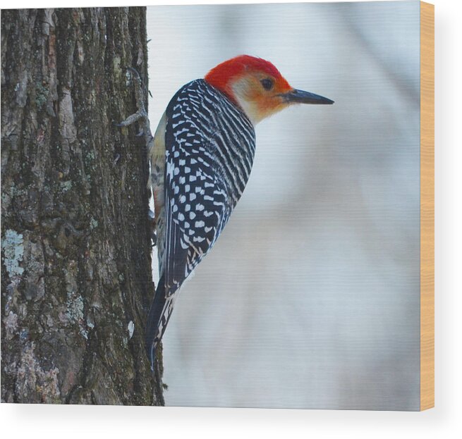 Nature Wood Print featuring the photograph Watching by Brian Stevens