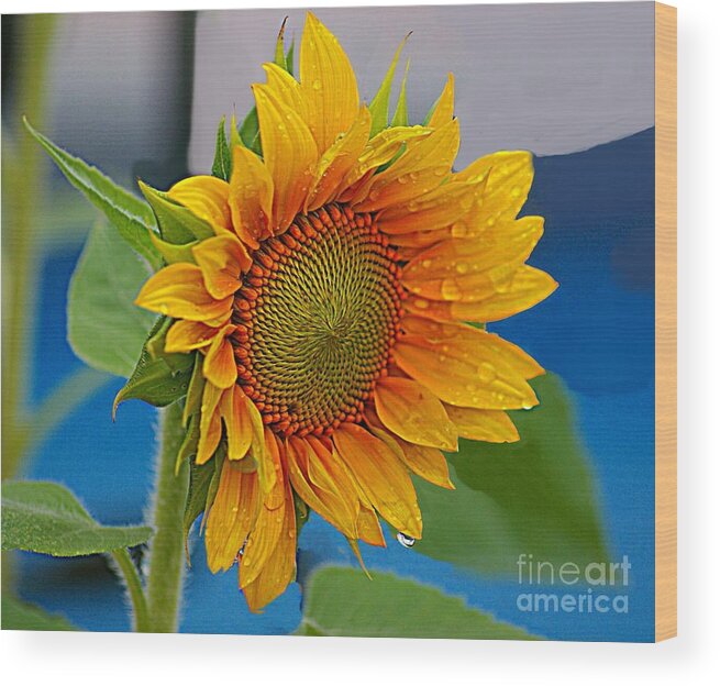 Sunflower Wood Print featuring the photograph Watered Sun by John Kolenberg