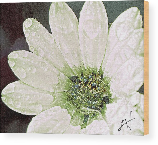 Large White Flower Close Up Wood Print featuring the digital art Wet Petals by Artist and Photographer Laura Wrede