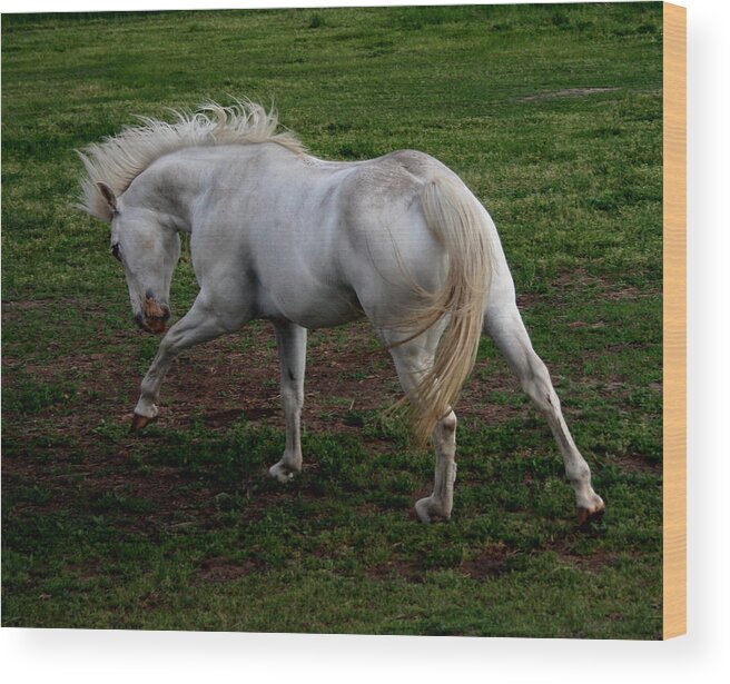 Horse Wood Print featuring the photograph White Cloud by Karen Harrison Brown