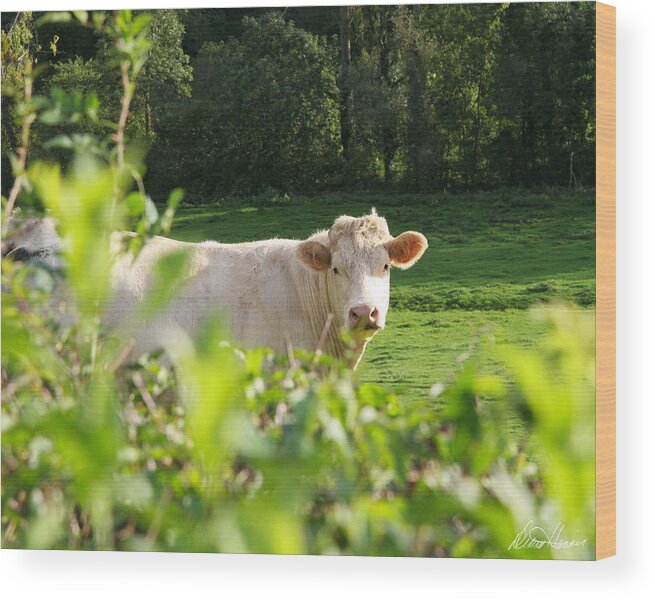 White Wood Print featuring the photograph White Cow by Diana Haronis