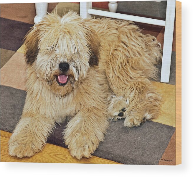 Shaggy Dog Wood Print featuring the photograph Who Needs a Haircut by Ed Peterson