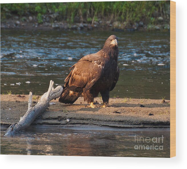 Eagle Wood Print featuring the photograph Young and Wise by Cheryl Baxter