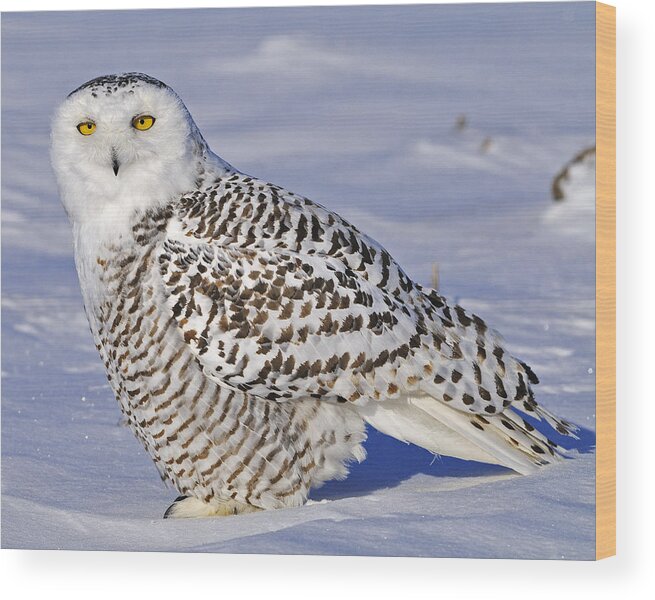 Snowy Owl Wood Print featuring the photograph Young Snowy Owl by Tony Beck