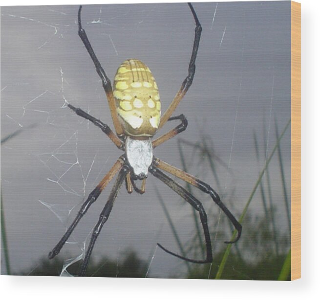 Bugs Wood Print featuring the photograph Texas Garden spider by Evelyn Patrick