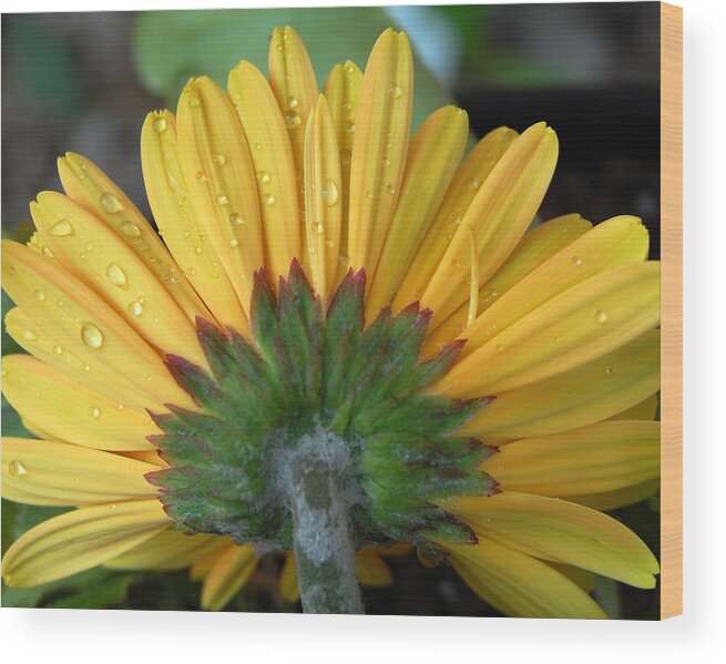 Flowers Wood Print featuring the photograph Water drops on Gerbera Daisy by Amy Fose