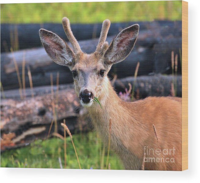Deer Wood Print featuring the photograph After the Fire #1 by Roxie Crouch