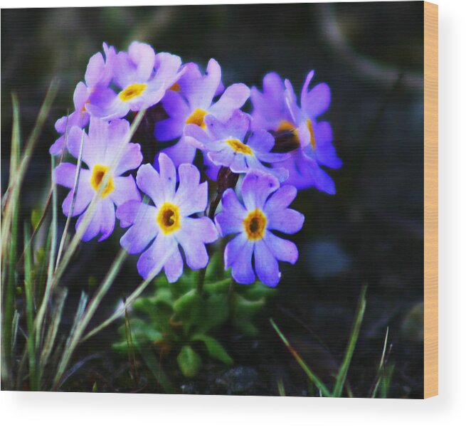 Flowers Wood Print featuring the photograph Alaskan Wild Flowers #1 by Anthony Jones