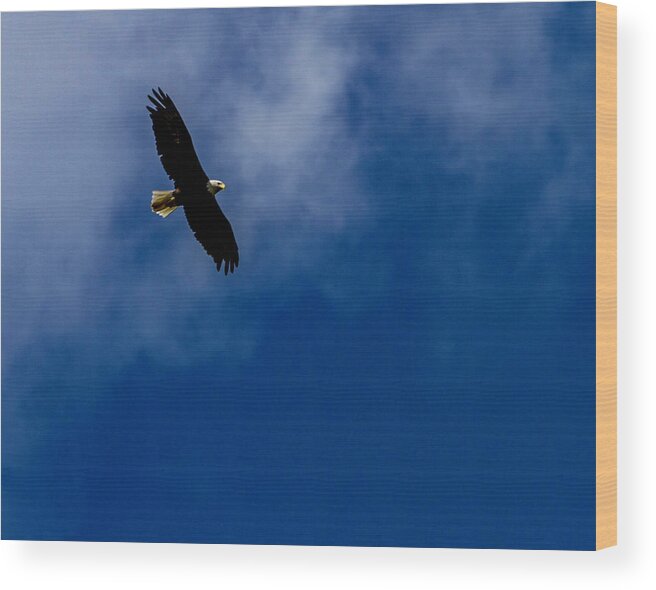 New Wood Print featuring the photograph American Pride #1 by Ken Frischkorn