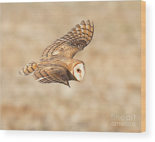 Bird Wood Print featuring the photograph Barn Owl on the Wing #1 by Dennis Hammer