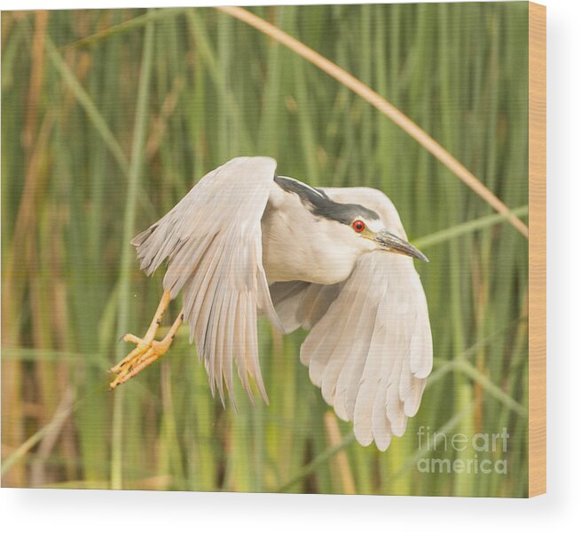 Bird Wood Print featuring the photograph Black Crowned Night Heron #12 by Dennis Hammer
