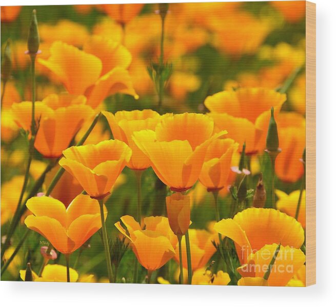 California Poppies Wood Print featuring the photograph California Poppies by Patrick Witz