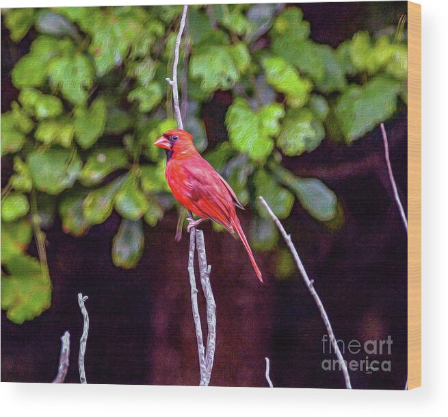 Nature Wood Print featuring the painting Cardinal Twigging a Break by DB Hayes